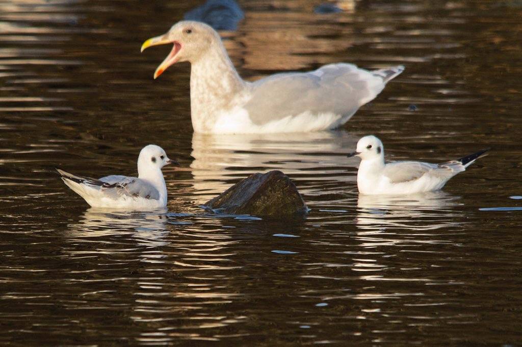 Bonaparte's Gulls and Herring Gull.. by nicolebeaulac is licensed under